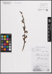 Foto von Salix cinerea L.